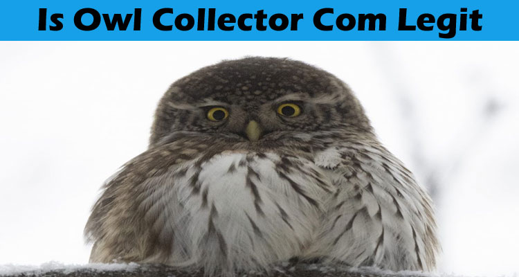 Is-Owl-Collector-Com-Legit online website reviews